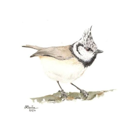 Crested tit, 2024 - Barbara Bańka