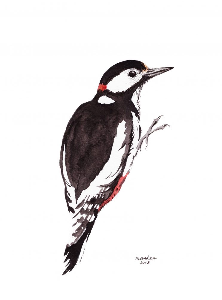 Great spotted woodpecker, 2018 - Barbara Bańka