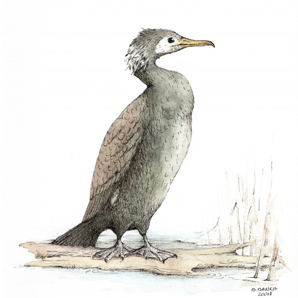 Great cormorant, 2018 - Barbara Bańka