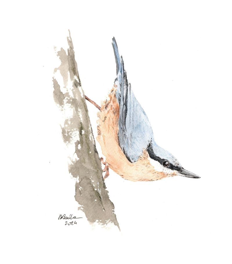 Eurasian nuthatch, 2024 - Barbara Bańka