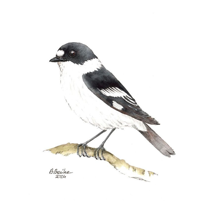Collared flycatcher, 2024 - Barbara Bańka