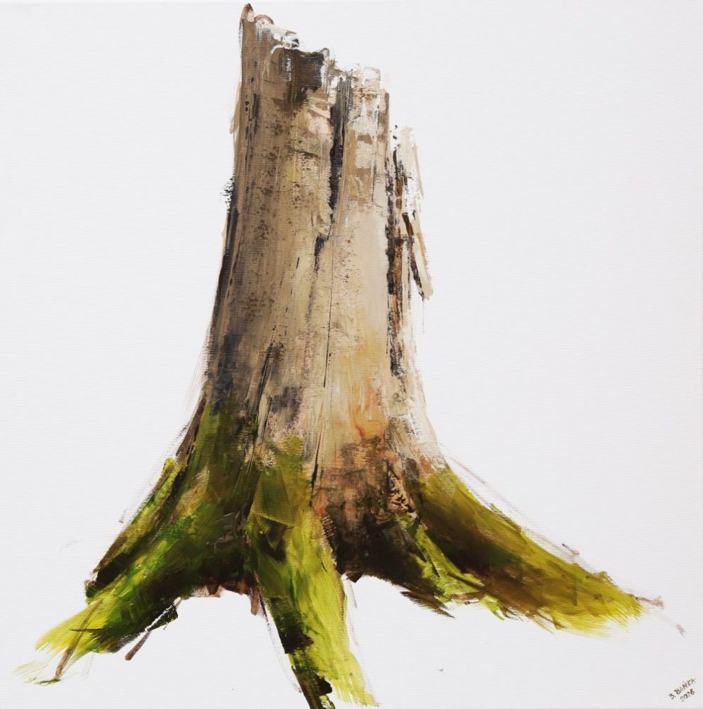 Dead Spriuce Trunk - studium, 2026 - Barbara Bańka