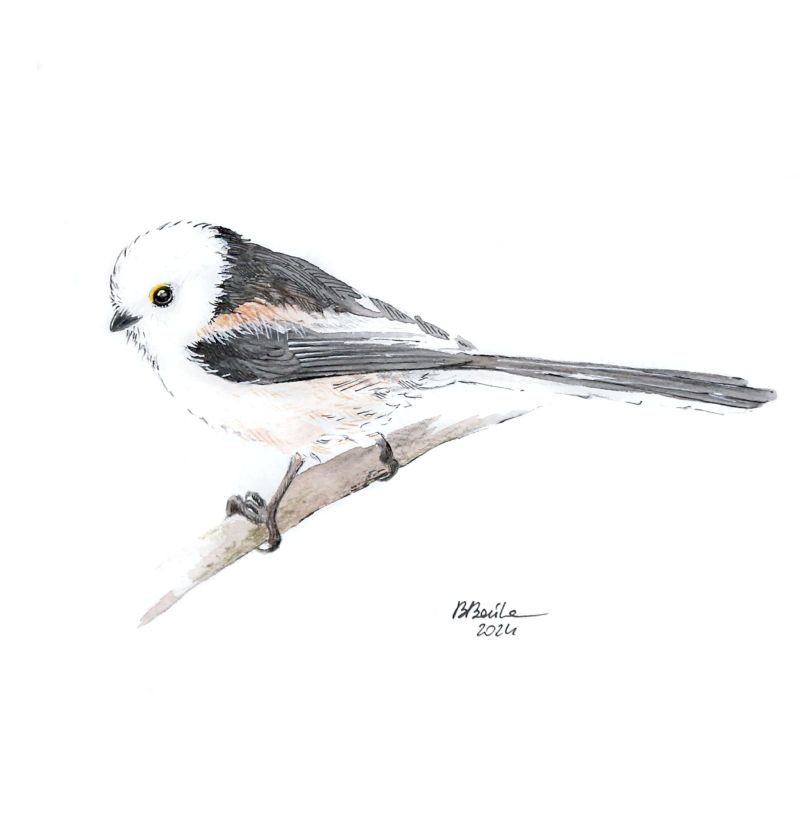 Long-tailed tit, 2024 - Barbara Bańka
