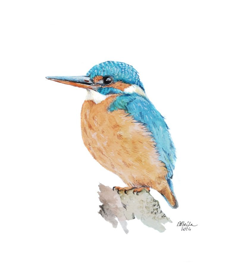 Kingfisher, 2024 - Barbara Bańka